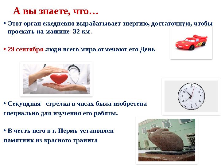 А вы знаете, что… •Этот орган ежедневно вырабатывает энергию, достаточную, чтобы проехать на машине 32 км. •29 сентября люди