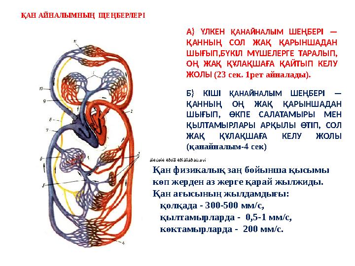 ҚАН АЙНАЛЫМНЫҢ ЩЕҢБЕРЛЕРІ áîëüøîé êðóã êðîâîîáðàù.avi А) ҮЛКЕН ҚАНАЙНАЛЫМ ШЕҢБЕРІ — ҚАННЫҢ СОЛ ЖАҚ ҚАРЫНШАДАН ШЫҒЫП,БҮК