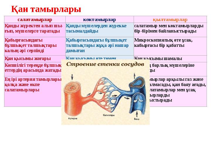 салатамырлар көктамырлар қылтамырлар Қанды жүректен алып шы- ғып, мүшелерге таратады Қанды мүшелерден жүрекке тасымалдайды сала