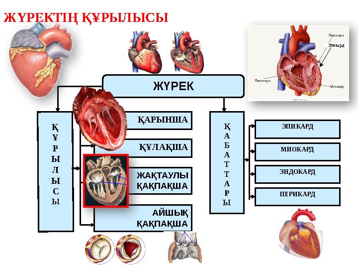 Қ Ұ Р Ы Л Ы С Ы Қ А Б А Т Т А Р Ы ҚАРЫНША ҚҰЛАҚША ЖАҚТАУЛЫ ҚАҚПАҚША АЙШЫҚ ҚАҚПАҚША МИОКАРД ЭПИКАРД ЭНДОКАРД ПЕРИКАРД ЖҮРЕК