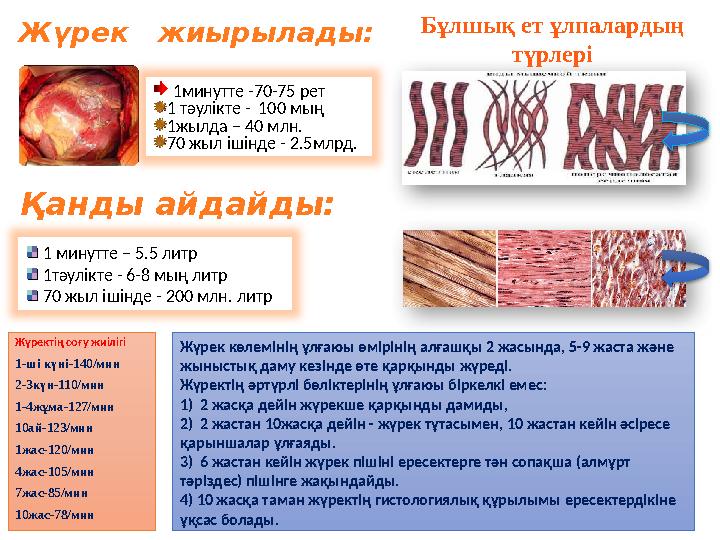 Жүрек жиырылады: Жүректің соғу жиілігі 1-ші күні-140/мин 2-3күн-110/мин 1-4жұма-127/мин 10ай-123/мин 1жас-120/мин 4жас-105/ми