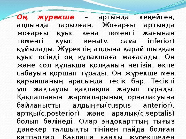 Оң жүрекше – артында кеңейген, алдында тарылған. Жоғарғы артында жоғарғы қуыс вена төменгі жағынан төменгі қуыс вена(v. cava
