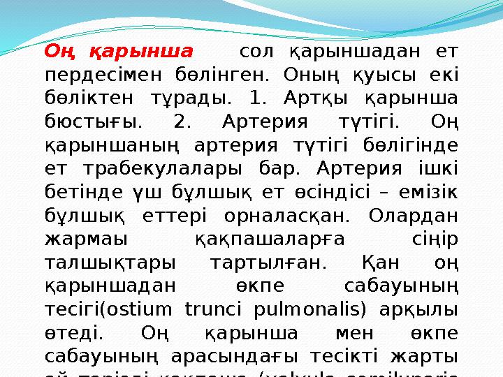 Оң қарынша сол қарыншадан ет пердесімен бөлінген. Оның қуысы екі бөліктен тұрады. 1. Артқы қарынша бюстығы. 2. Артерия түтіг