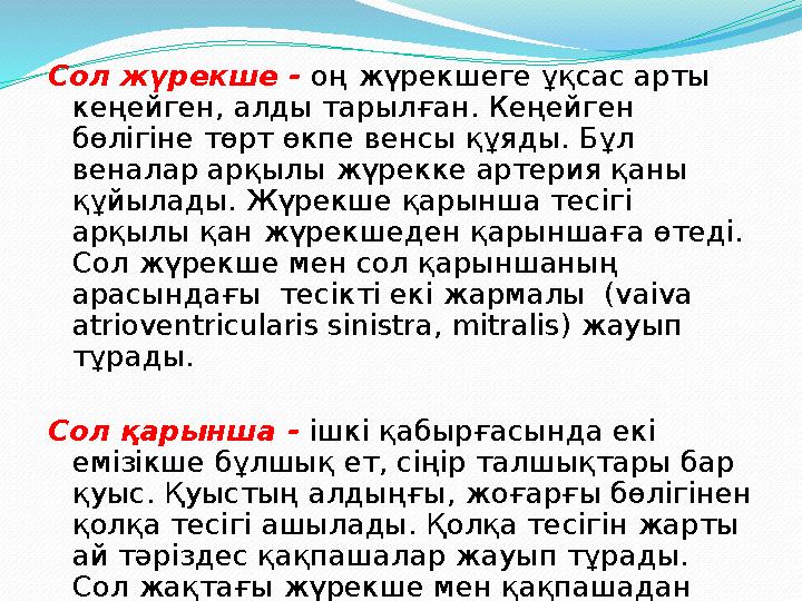 Сол жүрекше - оң жүрекшеге ұқсас арты кеңейген, алды тарылған. Кеңейген бөлігіне төрт өкпе венсы құяды. Бұл веналар арқылы жү
