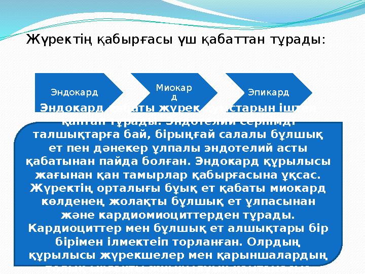 Жүректің қабырғасы үш қабаттан тұрады: Эндокард Миокар д Эпикард Эндокард қабаты жүрек қуыстарын іштен қаптап тұрады.