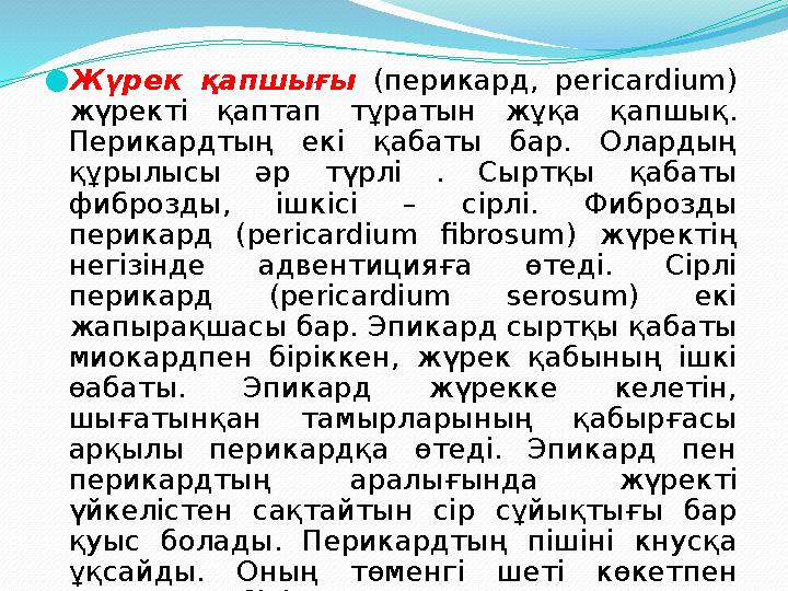 ●Жүрек қапшығы (перикард, pericardium) жүректі қаптап тұратын жұқа қапшық. Перикардтың екі қабаты бар. Олардың құрылысы әр тү