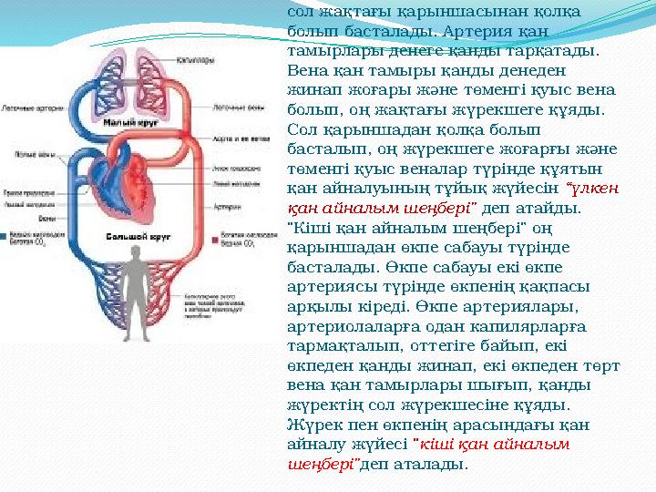 Үлкен қан айналым шеңбері жүректің сол жақтағы қарыншасынан қолқа болып басталады. Артерия қан тамырлары денеге қанды тарқата