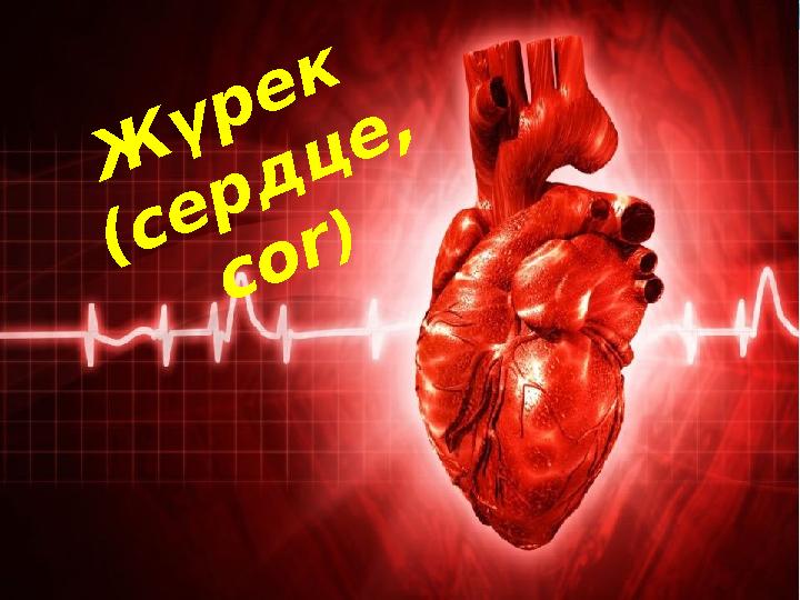 Жүрек (сердце, cor) Ж үрек (сердце, cor)