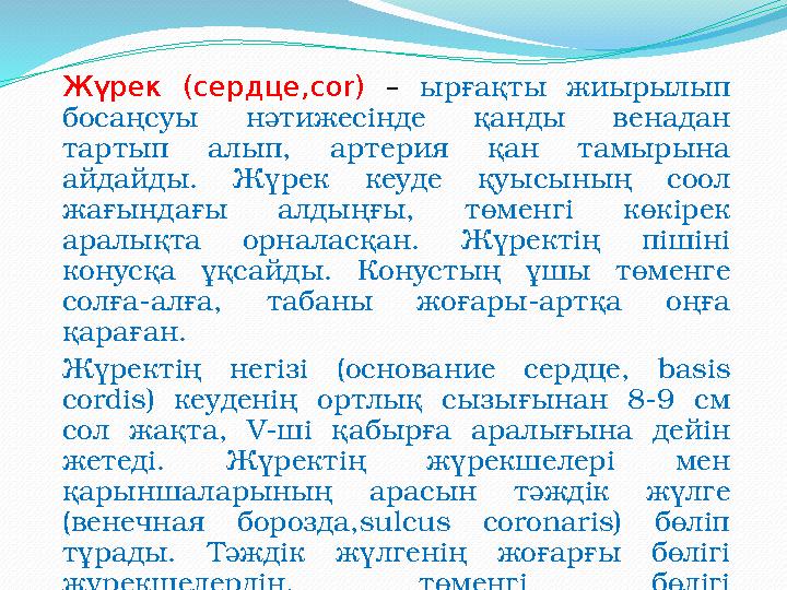 Жүрек (сердце,соr) – ырғақты жиырылып босаңсуы нәтижесінде қанды венадан тартып алып, артерия қан тамырына айдайды. Жүрек кеу