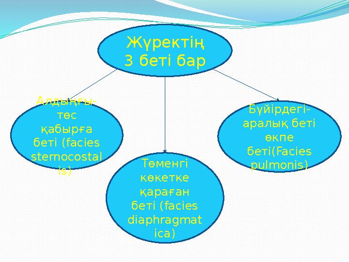 Жүректің 3 беті бар Алдыңғы- төс қабырға беті (facies sternocostal is) Төменгі көкетке қараған беті (facies diaphragma
