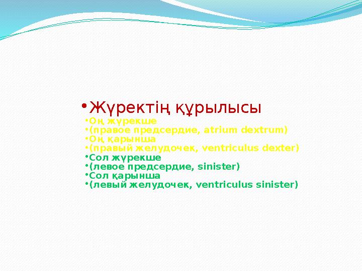 •Жүректің құрылысы •Оң жүрекше •(правое предсердие, atrium dextrum) •Оң қарынша •(правый желудочек, ventriculus dexter) •Сол жүр