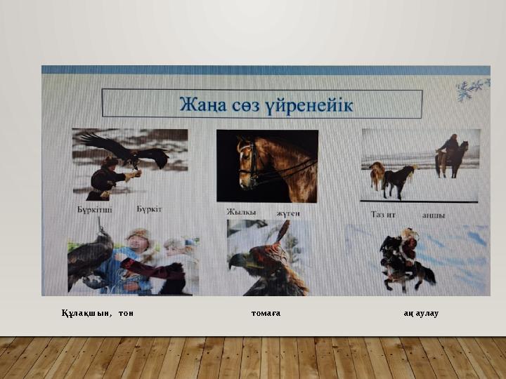 Құлақшын, тон томаға аң а