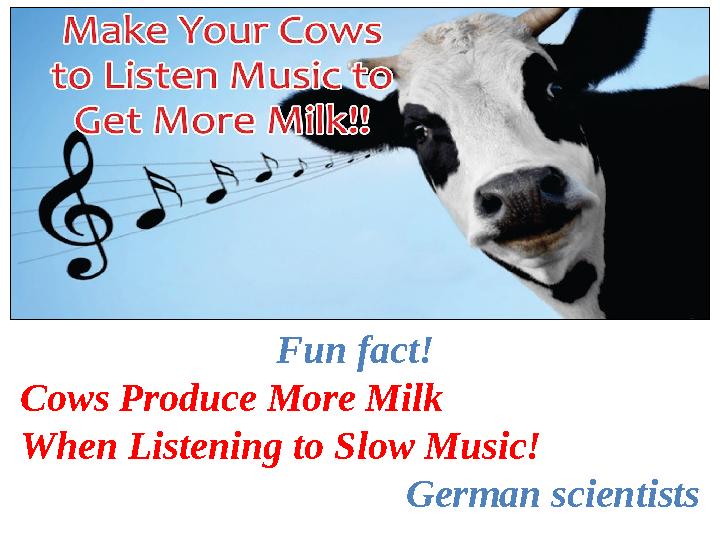 Fun fact! Cows Produce More Milk When Listening to Slow Music! German scientists