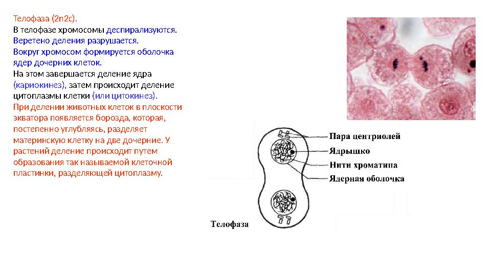 Телофаза (2n2c). В телофазе хромосомы деспирализуются. Веретено деления разрушается. Вокруг хромосом формируется оболочка ядер