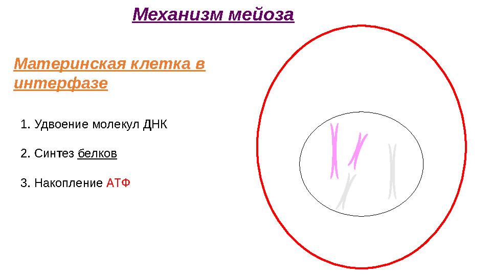 Материнская клетка в интерфазе Механизм мейоза 1. Удвоение молекул ДНК 2. Синтез белков 3. Накопление АТФ