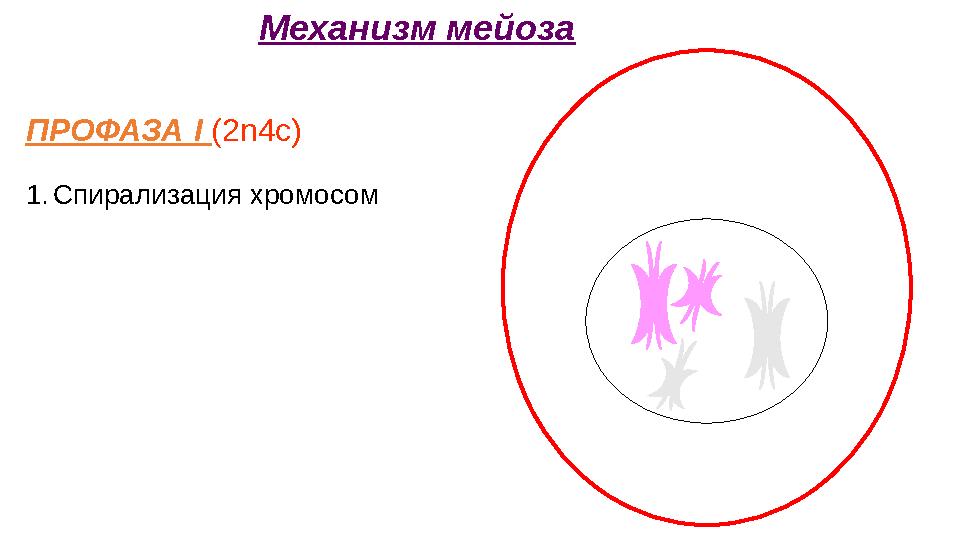 ПРОФАЗА I (2n4c) 1.Спирализация хромосом Механизм мейоза