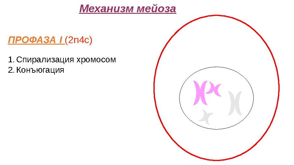 Механизм мейоза ПРОФАЗА I (2n4c) 1.Спирализация хромосом 2.Конъюгация