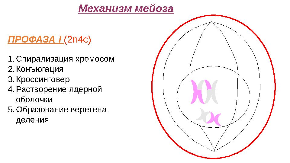 Механизм мейоза ПРОФАЗА I (2n4c) 1.Спирализация хромосом 2.Конъюгация 3.Кроссинговер 4.Растворение ядерной оболочки 5.Образова