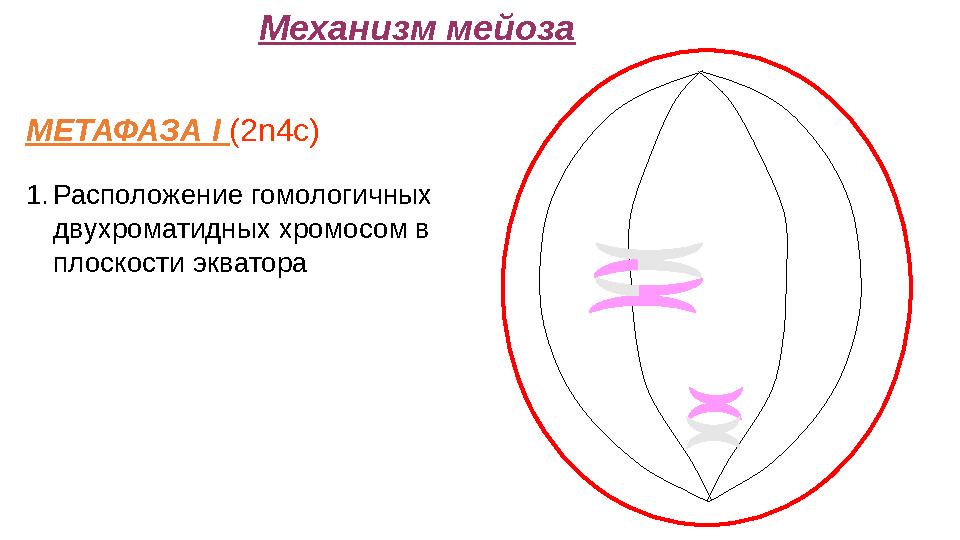 Механизм мейоза МЕТАФАЗА I (2n4c) 1.Расположение гомологичных двухроматидных хромосом в плоскости экватора