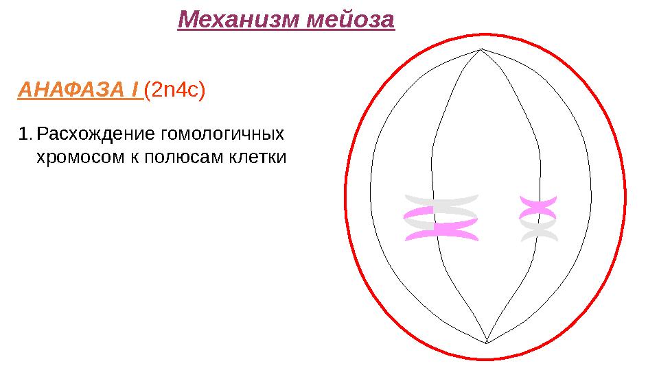 Механизм мейоза АНАФАЗА I (2n4c) 1.Расхождение гомологичных хромосом к полюсам клетки