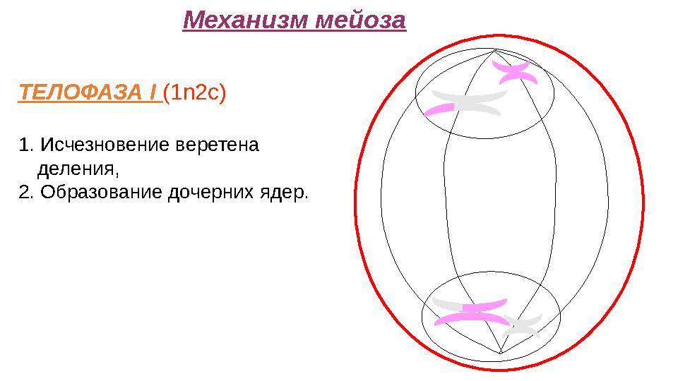 Механизм мейоза ТЕЛОФАЗА I (1n2c) 1. Исчезновение веретена деления, 2. Образование дочерних ядер.