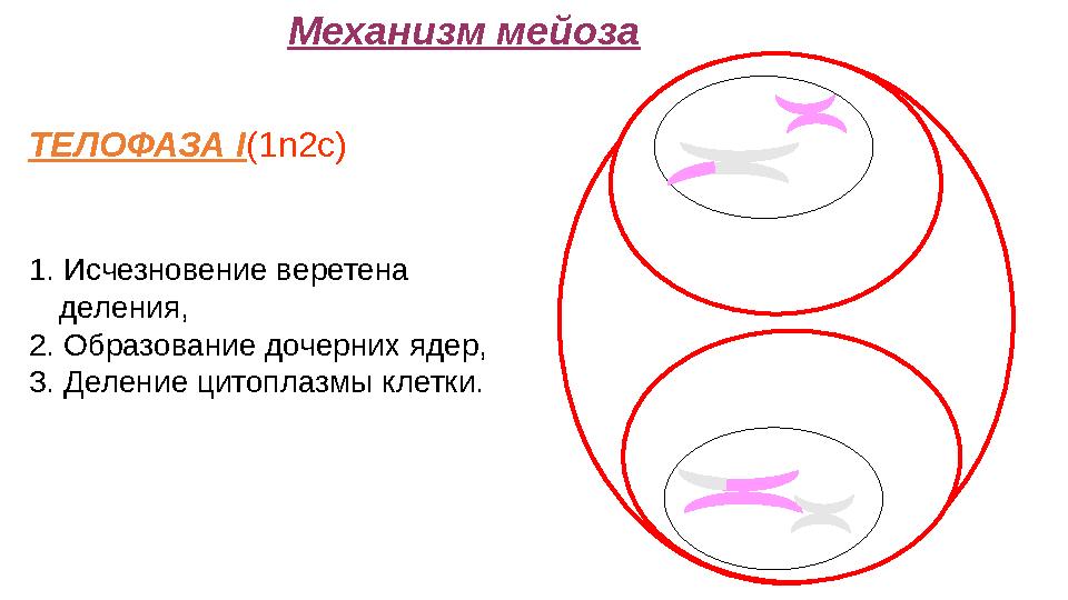 Механизм мейоза ТЕЛОФАЗА I(1n2c) 1. Исчезновение веретена деления, 2. Образование дочерних ядер, 3. Деление цитоплазмы клетки