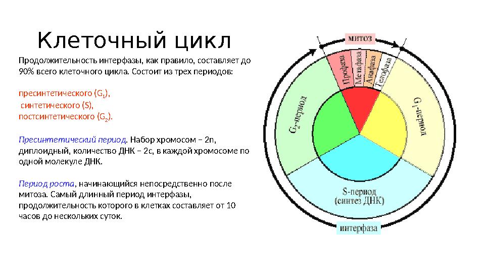 Клеточный цикл Продолжительность интерфазы, как правило, составляет до 90% всего клеточного цикла. Состоит из трех периодов: