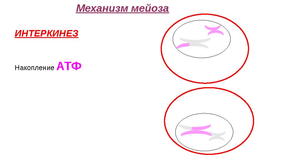ИНТЕРКИНЕЗ Накопление АТФ Механизм мейоза