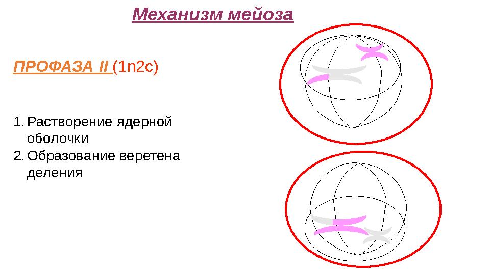 Механизм мейоза ПРОФАЗА II (1n2c) 1.Растворение ядерной оболочки 2.Образование веретена деления