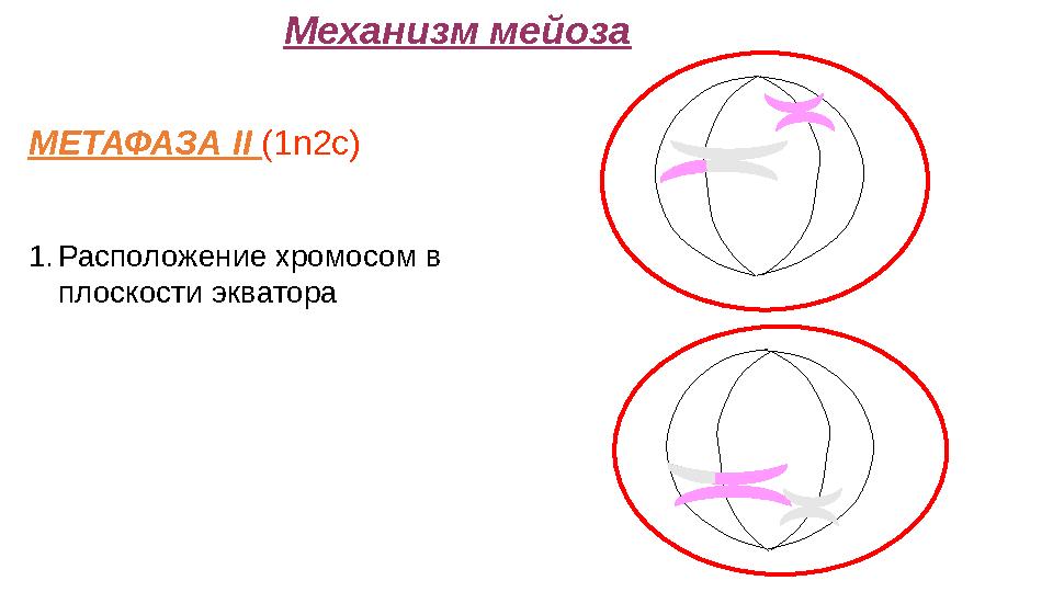 Механизм мейоза МЕТАФАЗА II (1n2c) 1.Расположение хромосом в плоскости экватора