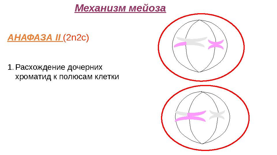Механизм мейоза АНАФАЗА II (2n2c) 1.Расхождение дочерних хроматид к полюсам клетки