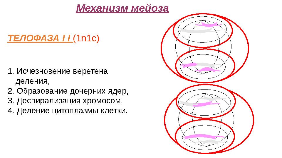 Механизм мейоза ТЕЛОФАЗА I I (1n1c) 1. Исчезновение веретена деления, 2. Образование дочерних ядер, 3. Деспирализация хромосо