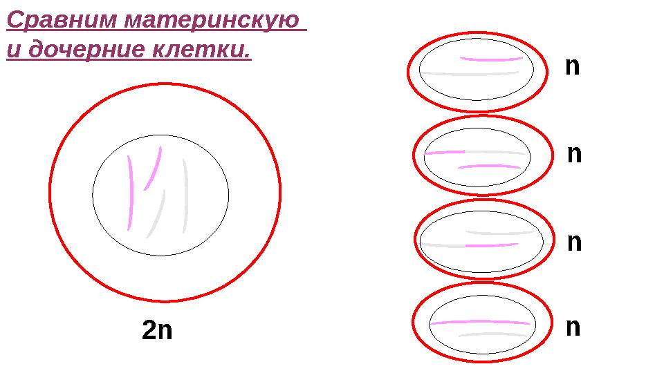 Сравним материнскую и дочерние клетки. 2n n n n n