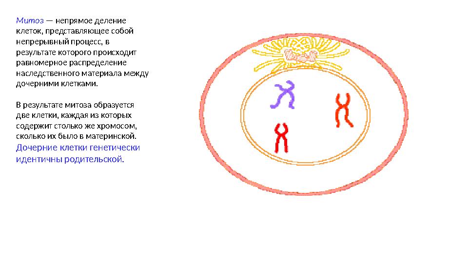 Митоз — непрямое деление клеток, представляющее собой непрерывный процесс, в результате которого происходит равномерное расп