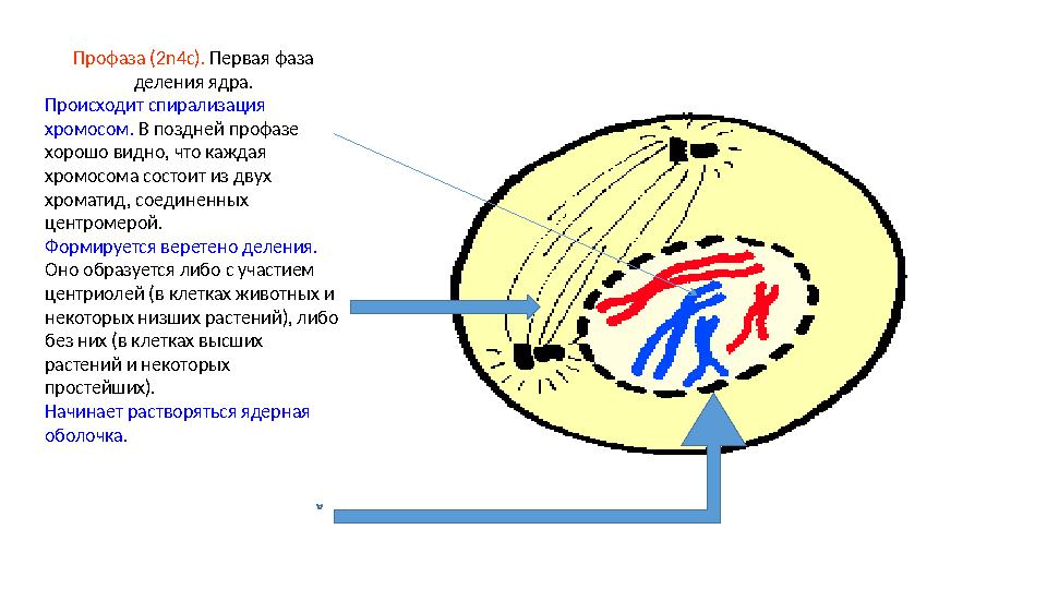 Профаза (2n4c). Первая фаза деления ядра. Происходит спирализация хромосом. В поздней профазе хорошо видно, что каждая хромо
