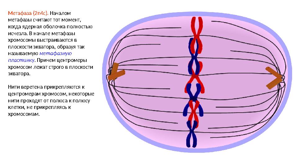 Метафаза (2n4c). Началом метафазы считают тот момент, когда ядерная оболочка полностью исчезла. В начале метафазы хромосомы