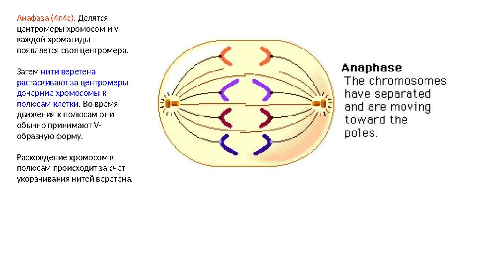 Анафаза (4n4c). Делятся центромеры хромосом и у каждой хроматиды появляется своя центромера. Затем нити веретена растаскива