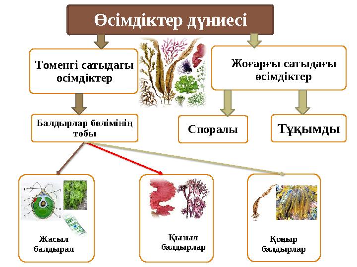 Төменгі сатыдағы өсімдіктер Жоғарғы сатыдағы өсімдіктер Балдырлар бөлімінің тобы Жасыл балдырал Қызыл балдырлар Қоңыр балд