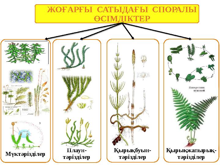ЖОҒАРҒЫ САТЫДАҒЫ СПОРАЛЫ ӨСІМДІКТЕР Мүктәрізділер Плаун- тәрізділер Қырықбуын- тәрізділер Қырықжапырық- тәрізділер