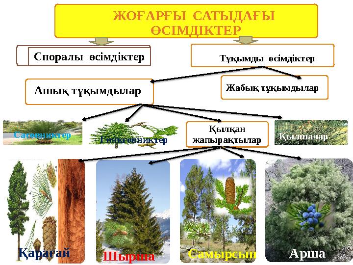 ЖОҒАРҒЫ САТЫДАҒЫ ӨСІМДІКТЕР Споралы өсімдіктер Тұқымды өсімдіктер Ашық тұқымдылар Жабық тұқымдылар Саговниктер Қылқан жап