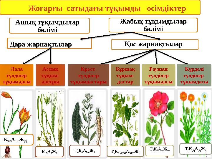 Жоғарғы сатыдағы тұқымды өсімдіктер Жабық тұқымдылар бөлімі Ашық тұқымдылар бөлімі Дара жарнақтылар Қос жарнақтылар