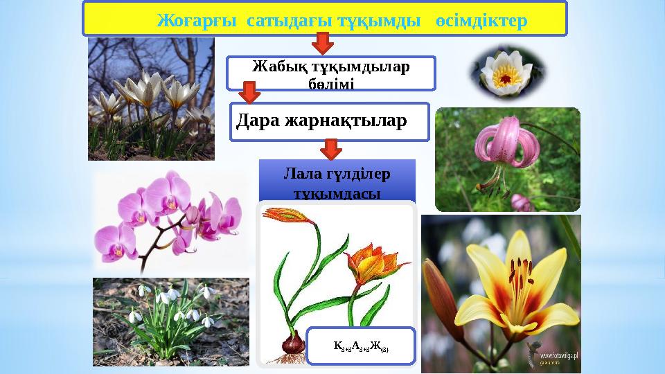 Лала гүлділер тұқымдасы К 3+3 А 3+3 Ж (3) Дара жарнақтылар Жабық тұқымдылар бөлімі Жоғарғы сатыдағы тұқымды өсімдіктер