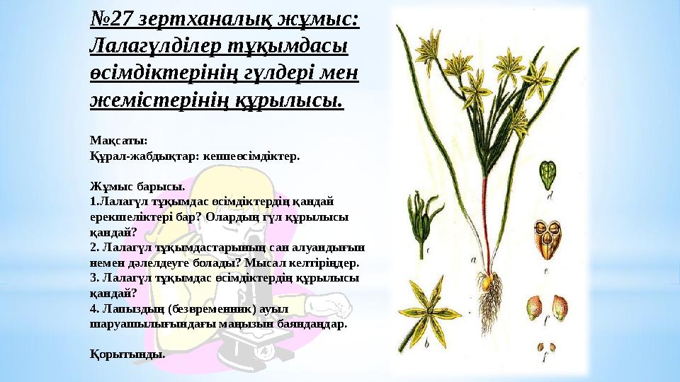 №27 зертханалық жұмыс: Лалагүлділер тұқымдасы өсімдіктерінің гүлдері мен жемістерінің құрылысы. Мақсаты: Құрал-жабдықтар: кеп
