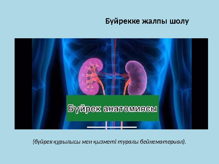 Бүйрекке жалпы шолу (бүйрек құрылысы мен қызметі туралы бейнематериал).
