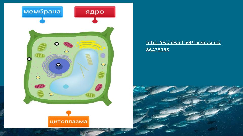 контактные данные https://wordwall.net/ru/resource/ 86473956
