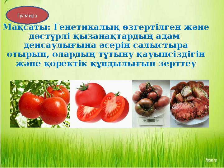 Мақсаты: Генетикалық өзгертілген және дәстүрлі қызанақтардың адам денсаулығына әсерін салыстыра отырып, олардың тұтыну қауып