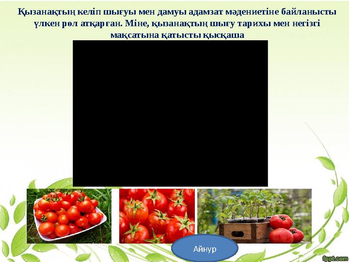 Қызанақтың келіп шығуы мен дамуы адамзат мәдениетіне байланысты үлкен рөл атқарған. Міне, қызанақтың шығу тарихы мен негізгі м