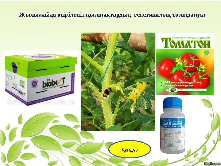 Құндұз Жылыжайда өсірілетін қызанақтардың генетикалық тозаңдануы