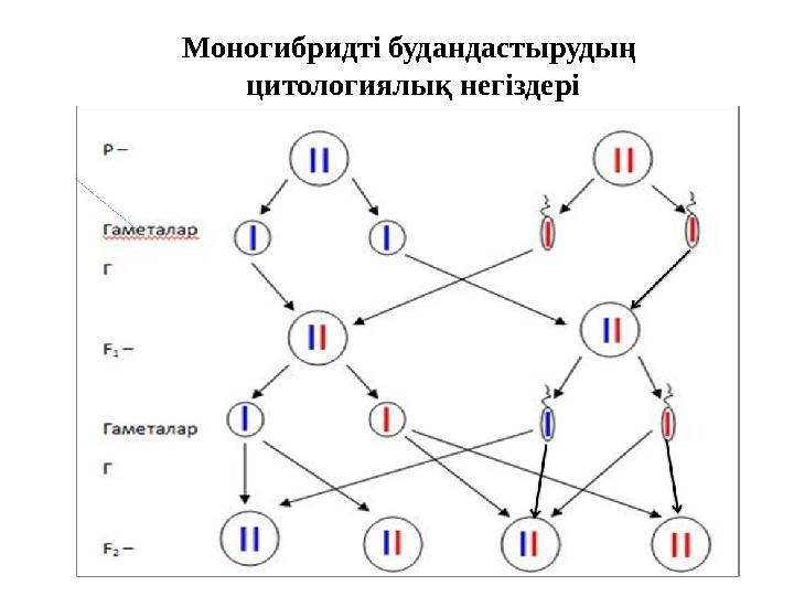 Моногибридті будандастырудың цитологиялық негіздері