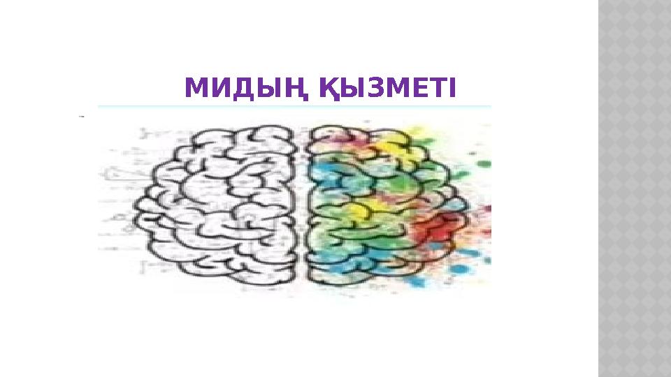 МИДЫҢ ҚЫЗМЕТІ